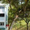 Don’t pick the durians, says town council, as durian trees bloom at Lorong Lew Lian, Singapore News