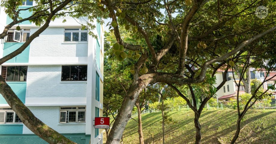 Don’t pick the durians, says town council, as durian trees bloom at Lorong Lew Lian, Singapore News Don’t pick the durians, says town council, as durian trees bloom at Lorong Lew Lian, Singapore News