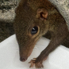 Tree shrew rescued after getting stuck in wall drain pipe at Bukit Timah home gives birth in Acres’ care, Singapore News