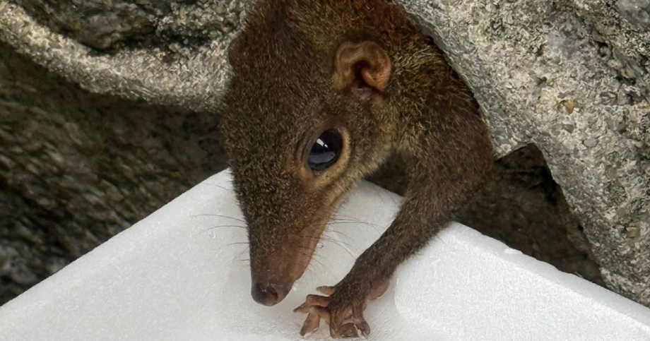 Tree shrew rescued after getting stuck in wall drain pipe at Bukit Timah home gives birth in Acres’ care, Singapore News Tree shrew rescued after getting stuck in wall drain pipe at Bukit Timah home gives birth in Acres’ care, Singapore News