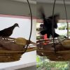 Dove tied down with string, NParks responds to concerned netizen, Singapore News