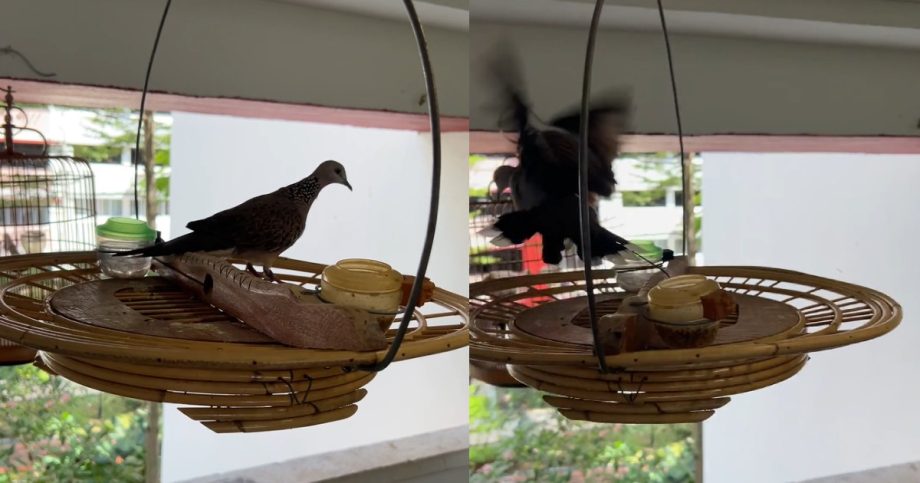 Dove tied down with string, NParks responds to concerned netizen, Singapore News