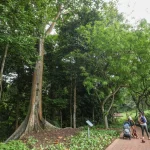 Fewer large trees in Singapore’s older forests, more than 100,000 insect species here: NParks