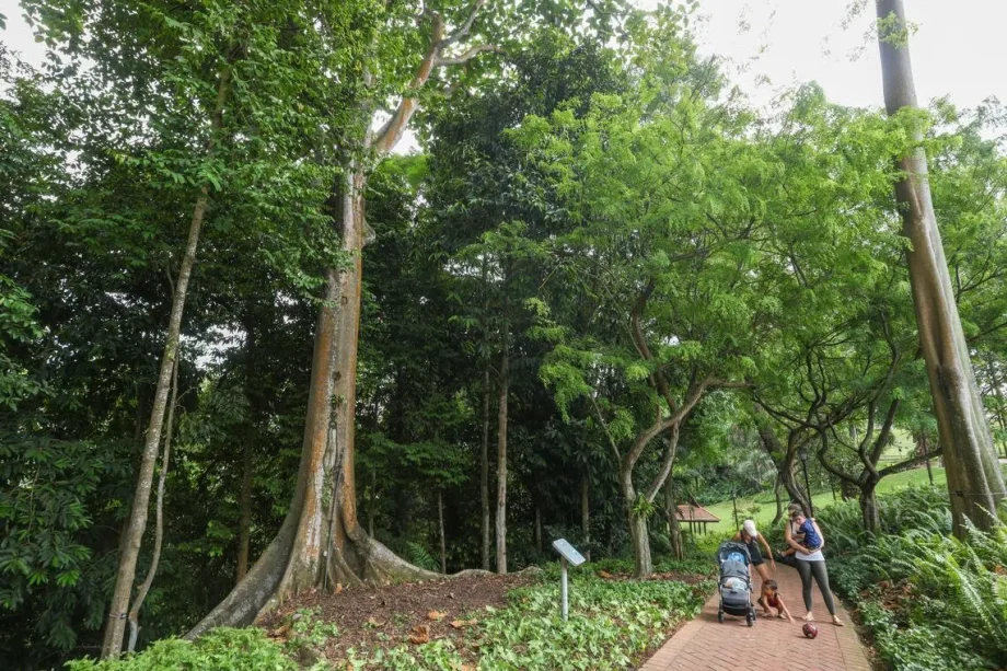 Fewer large trees in Singapore’s older forests, more than 100,000 insect species here: NParks Fewer large trees in Singapore’s older forests, more than 100,000 insect species here: NParks