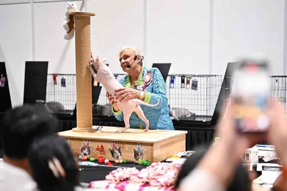 Singapore cat show: Fur, fame and pedigreed felines