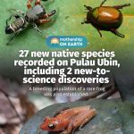 @mothershipsg A breeding population of the Cryptic Painted Frog — a vulnerable s…