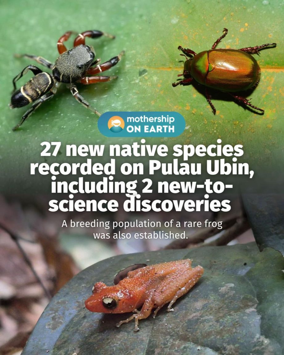 @mothershipsg A breeding population of the Cryptic Painted Frog — a vulnerable s… @mothershipsg A breeding population of the Cryptic Painted Frog — a vulnerable s…