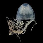 New species of venomous box jellyfish discovered off the coast of Singapore’s Sentosa