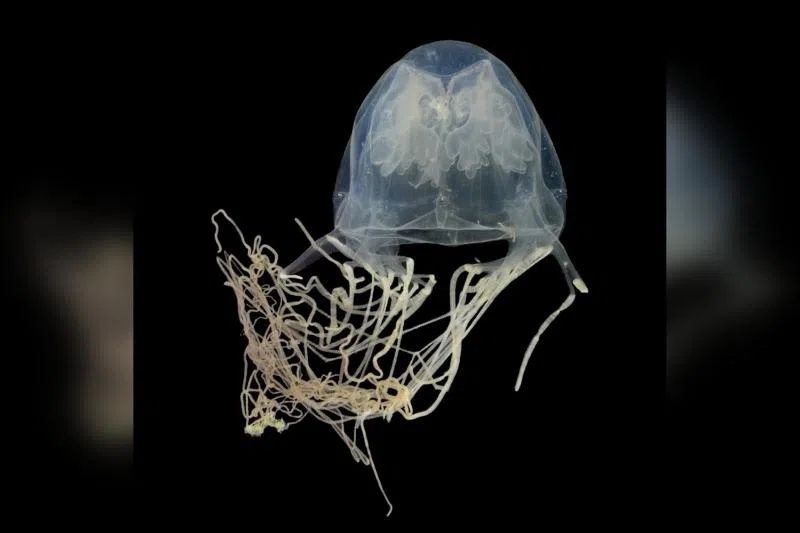 New species of venomous box jellyfish discovered off the coast of Singapore’s Sentosa New species of venomous box jellyfish discovered off the coast of Singapore’s Sentosa