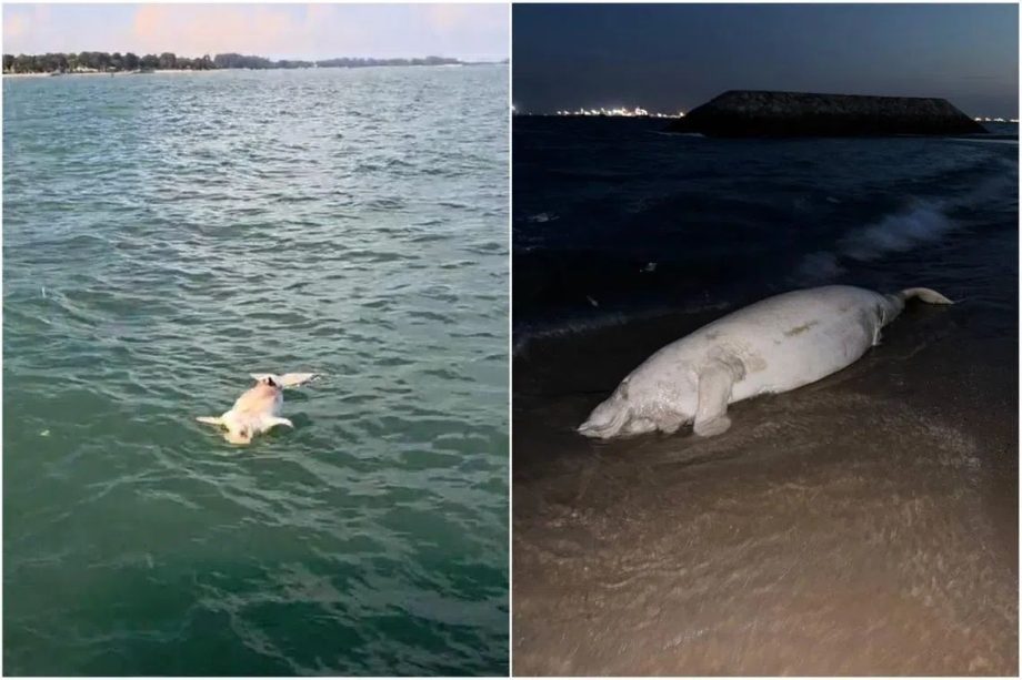Dead dugong spotted at Singapore’s Bedok Jetty; first recorded sighting since 2021