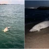 Dead dugong found at Bedok Jetty