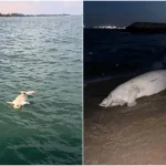 Dead dugong found at Bedok Jetty
