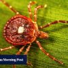 How ticks can cause a meat and dairy allergy called alpha-gal syndrome that can kill