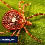 How ticks can cause a meat and dairy allergy called alpha-gal syndrome that can kill