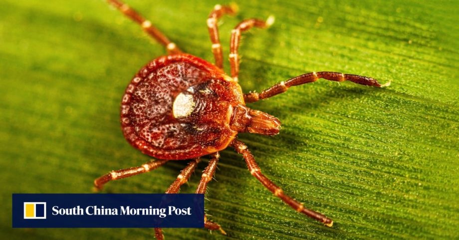 How ticks can cause a meat and dairy allergy called alpha-gal syndrome that can kill