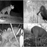 Eye spy: What camera traps have uncovered about wildlife in Singapore