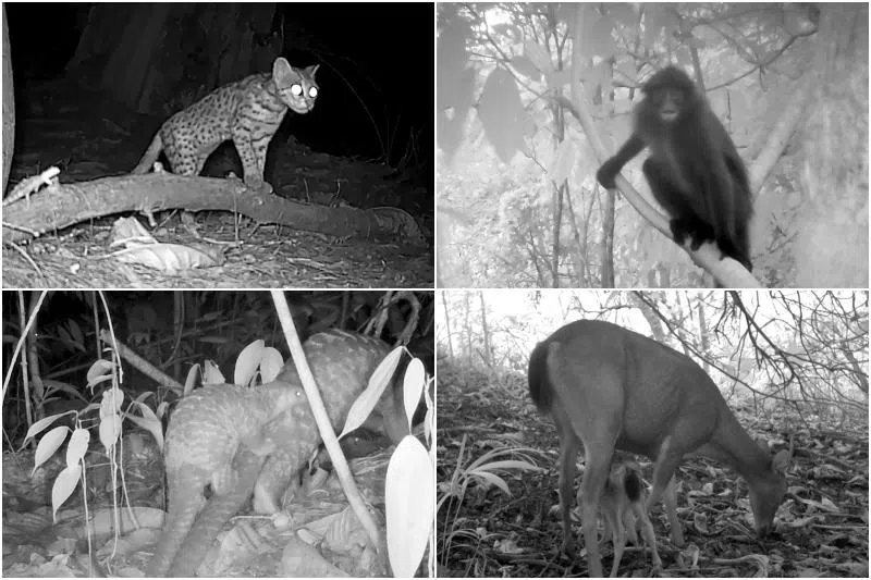 Eye spy: What camera traps have uncovered about wildlife in Singapore Eye spy: What camera traps have uncovered about wildlife in Singapore