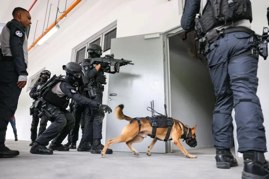 SPF trials new canine-mounted camera system to improve search operations