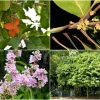 Singapore’s street and park trees: What colours our landscape?