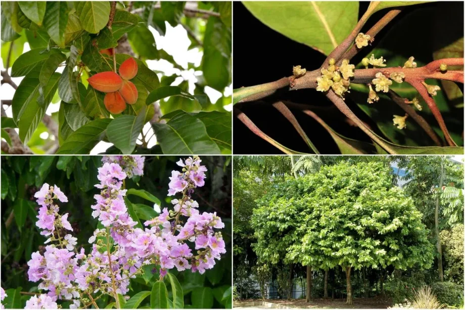 Singapore’s street and park trees: What colours our landscape?