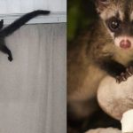 Why Did A One-North Office Smell Like Cooked Rice? The Answer Was A Civet Cat