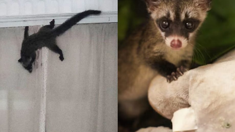 Why Did A One-North Office Smell Like Cooked Rice? The Answer Was A Civet Cat Why Did A One-North Office Smell Like Cooked Rice? The Answer Was A Civet Cat