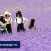 What to do in Furano, a summer haven on Japan’s Hokkaido island flying under the radar