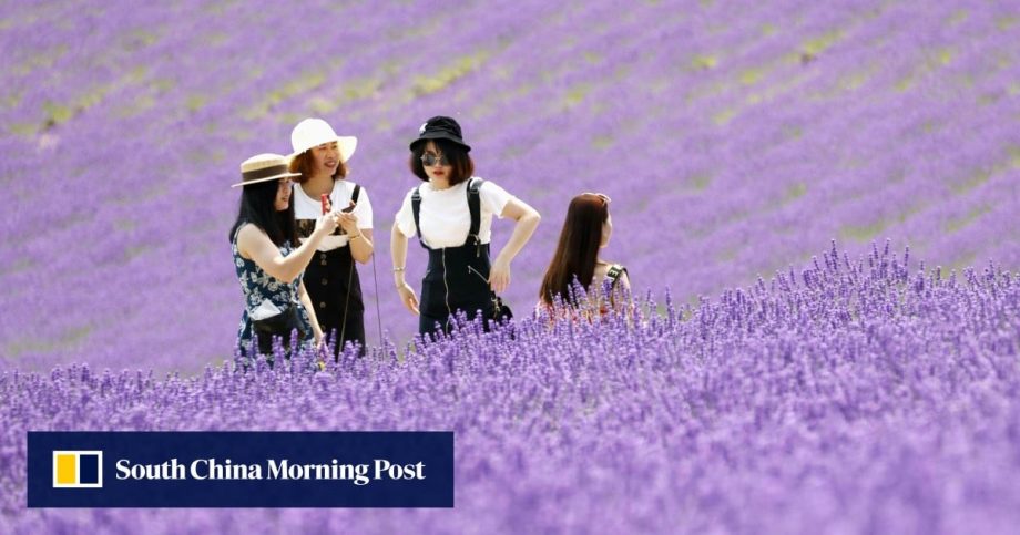 What to do in Furano, a summer haven on Japan’s Hokkaido island flying under the radar What to do in Furano, a summer haven on Japan’s Hokkaido island flying under the radar