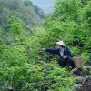 Rural escapism: Why China’s young urbanites are romanticising countryside living