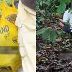 Waiting under trees, on bikes: Durian season draws visitors to Pulau Ubin, but picking fruit is illegal, Singapore News