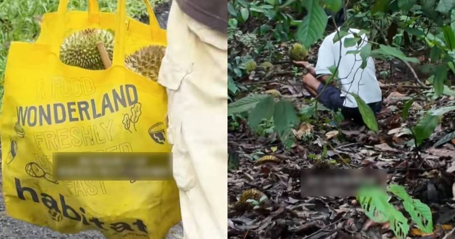 Waiting under trees, on bikes: Durian season draws visitors to Pulau Ubin, but picking fruit is illegal, Singapore News Waiting under trees, on bikes: Durian season draws visitors to Pulau Ubin, but picking fruit is illegal, Singapore News