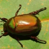 Scarab beetle found on Pulau Ubin new to science