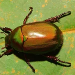 Scarab beetle found on Pulau Ubin new to science