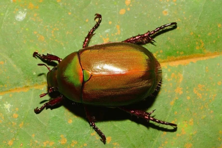 Scarab beetle found on Pulau Ubin new to science Scarab beetle found on Pulau Ubin new to science