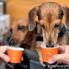 The Best Pet-Friendly Restaurants & Cafes In Singapore – The Ranting Panda