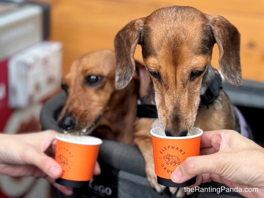 The Best Pet-Friendly Restaurants & Cafes In Singapore – The Ranting Panda