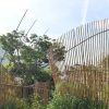Singapore Garden Festival returns to Gardens by the Bay this July, Lifestyle News