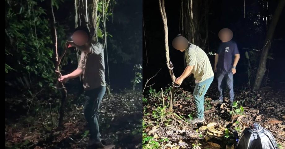 NParks employee among group being investigated over handling of snake during Mandai night walk, Singapore News NParks employee among group being investigated over handling of snake during Mandai night walk, Singapore News