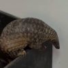 Critically endangered Sunda pangolin rescued from Bukit Batok washing machine to be returned to the wild, Singapore News