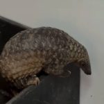 Critically endangered Sunda pangolin rescued from Bukit Batok washing machine to be returned to the wild, Singapore News