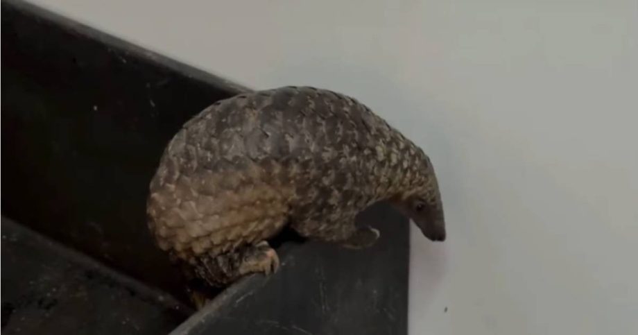 Critically endangered Sunda pangolin rescued from Bukit Batok washing machine to be returned to the wild, Singapore News Critically endangered Sunda pangolin rescued from Bukit Batok washing machine to be returned to the wild, Singapore News