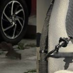 Residents raise alarm over rat infestation in Tampines, with electric vehicle’s wires chewed through , Singapore News
