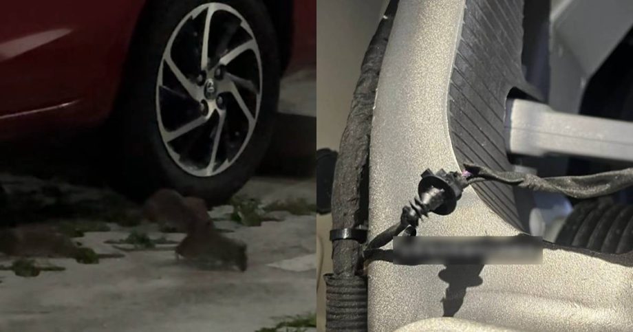 Residents raise alarm over rat infestation in Tampines, with electric vehicle’s wires chewed through , Singapore News