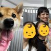 S’pore Dog Owner Shares Health Scare After Shiba Inu Fell Gravely Ill Hours After Receiving Free Treat
