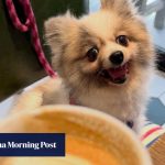 9 dog-friendly cafes, bars and restaurants in Hong Kong to visit with your furry friend