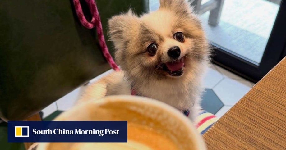 9 dog-friendly cafes, bars and restaurants in Hong Kong to visit with your furry friend 9 dog-friendly cafes, bars and restaurants in Hong Kong to visit with your furry friend