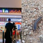Woman finds dead centipede in mee hoon kueh, staff says it was anchovy, Singapore News