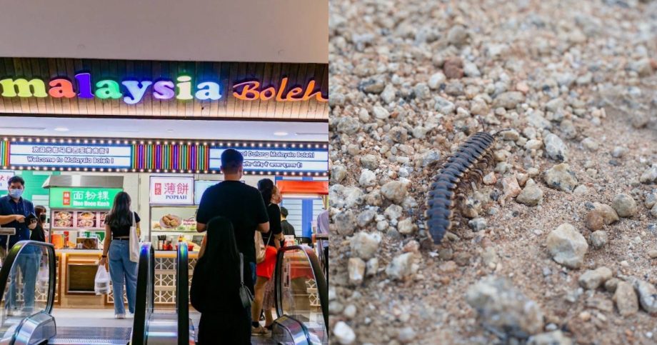 Woman finds dead centipede in mee hoon kueh, staff says it was anchovy, Singapore News Woman finds dead centipede in mee hoon kueh, staff says it was anchovy, Singapore News
