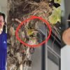 Baby sunbirds charm Woodlands estate after nesting outside HDB flat, perch on residents’ fingers, Singapore News