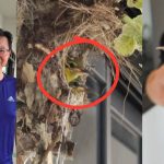 Baby sunbirds charm Woodlands estate after nesting outside HDB flat, perch on residents’ fingers, Singapore News